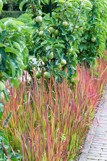 Imperata cylindrica 'Red Baron' (6 stuks)