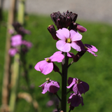 Erysimum 'Bowles' Mauve' (6 stuks)