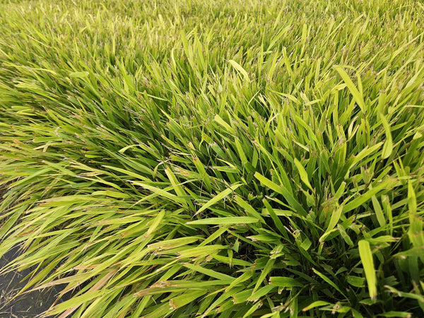 Hakonechloa macra (6 stuks)