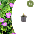 Geranium sanguineum (6 stuks)