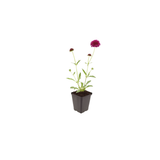 Knautia macedonica (6 stuks)