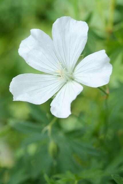 Geranium sanguineum 'Album' (6 stuks)
