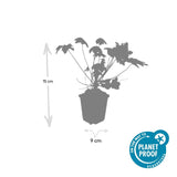 Geranium macrorrhizum 'Spessart' (6 stuks)