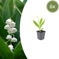 Verpakking — Convallaria majalis (6 stuks)