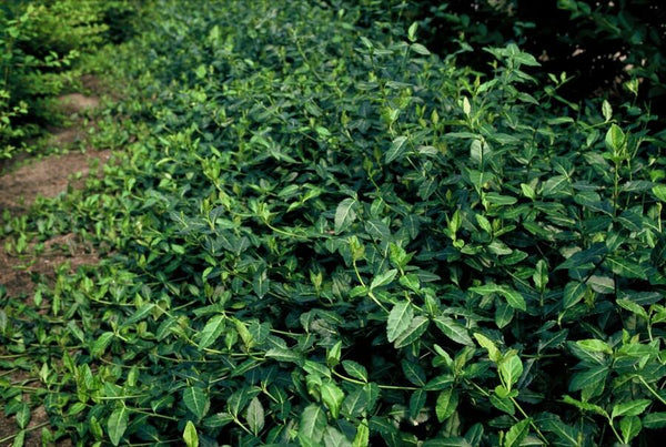 Euonymus fortunei 'Dart's Blanket' (6 stuks)