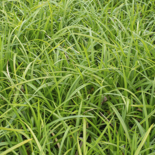 Carex morrowii 'Irish Green' (6 stuks)