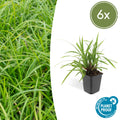 Carex morrowii 'Irish Green' (6 stuks)