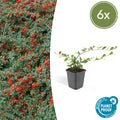 Cotoneaster dammeri 'Major' (6 stuks)