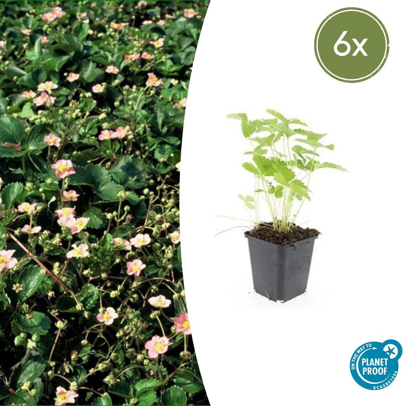 Fragaria vesca (6 stuks)