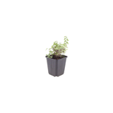 Nepeta 'Grol' (6 stuks)