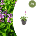 Stachys monieri 'Hummelo' (6 stuks)