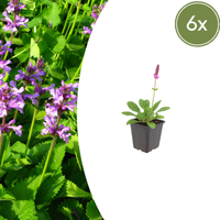 Verpakking — Stachys monieri 'Hummelo' (6 stuks)