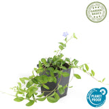 Vinca minor 'La Grave' (6 stuks)