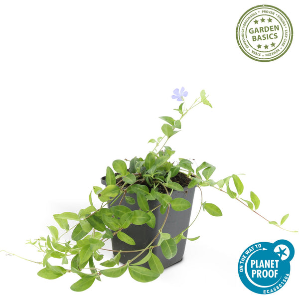 Vinca minor 'La Grave' (6 stuks)