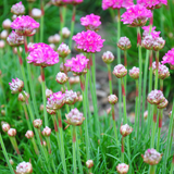 Armeria maritima 'Splendens' (6 stuks)