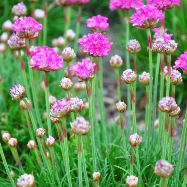 Armeria maritima 'Splendens' (6 stuks)