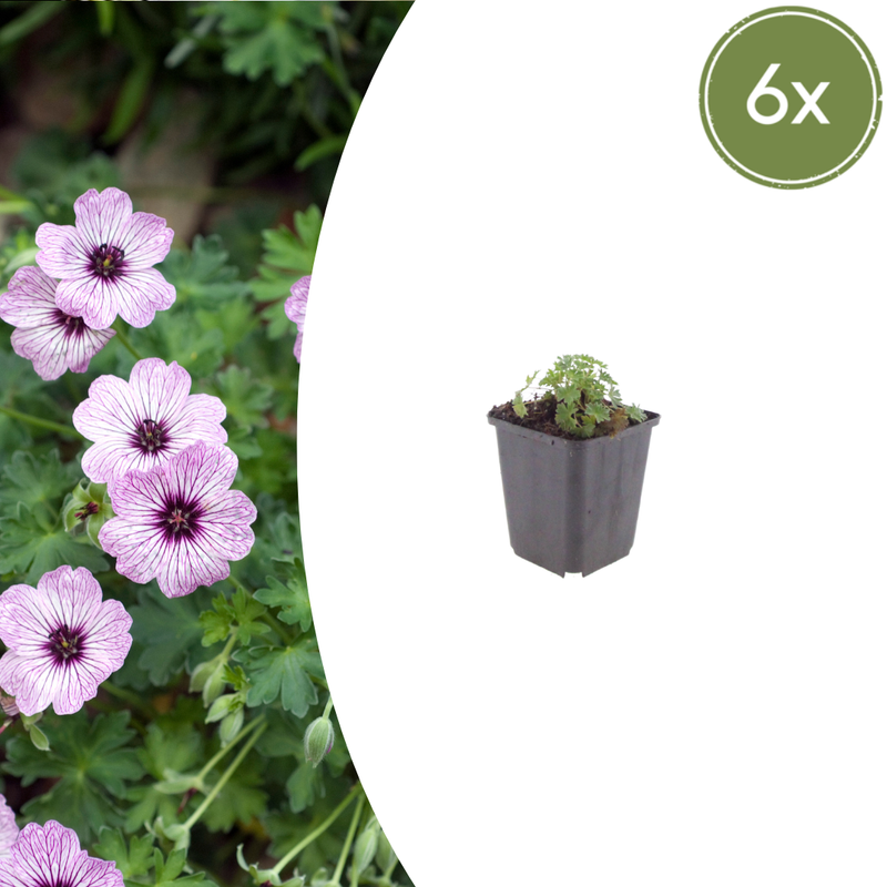 Geranium cinereum 'Ballerina' (6 stuks)
