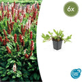 Persicaria affinis 'Darjeeling Red' (6 stuks)