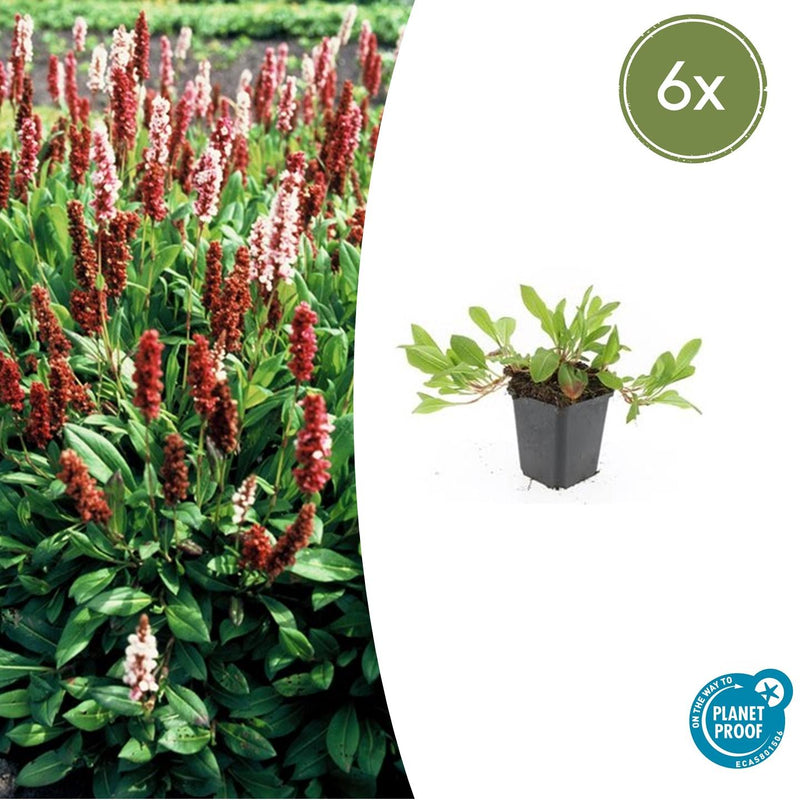 Persicaria affinis 'Darjeeling Red' (6 stuks)