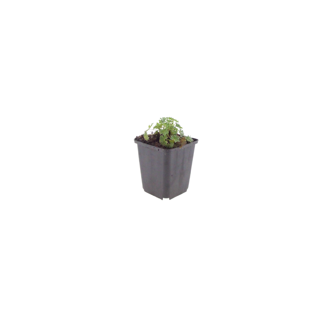Geranium cinereum 'Ballerina' (6 stuks)