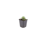 Geranium cinereum 'Ballerina' (6 stuks)
