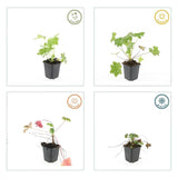 Geranium macrorrhizum 'Ingwersen's Variety' (6 stuks)