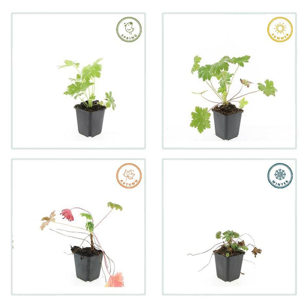 Geranium macrorrhizum 'Ingwersen's Variety' (6 stuks)