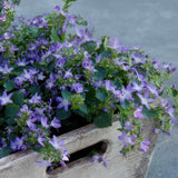 Campanula poscharskyana 'Stella' (6 stuks)