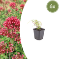 Centranthus ruber 'Coccineus' (6 stuks)