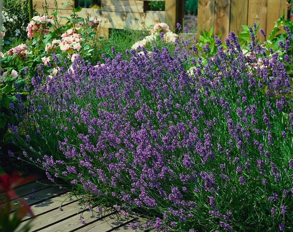 Lavandula angustifolia 'Munstead' (6 stuks)