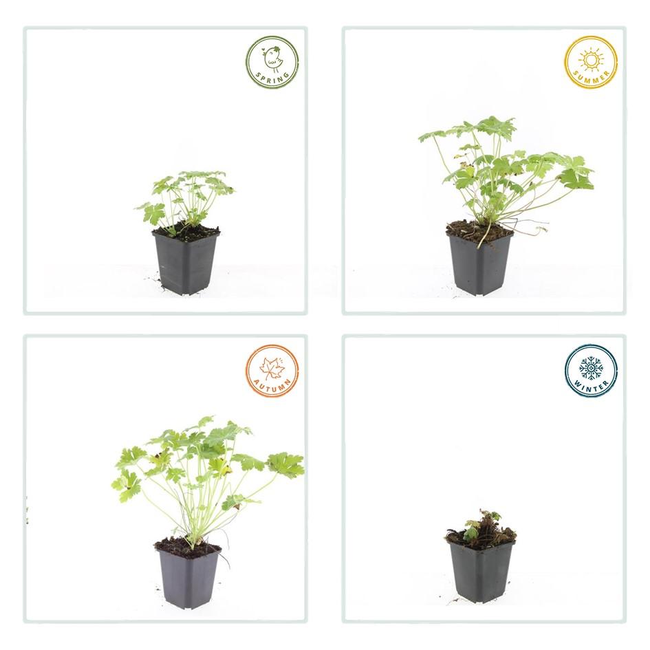 Geranium macrorrhizum 'Czakor' (6 stuks)