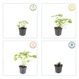 Geranium macrorrhizum 'Czakor' (6 stuks)