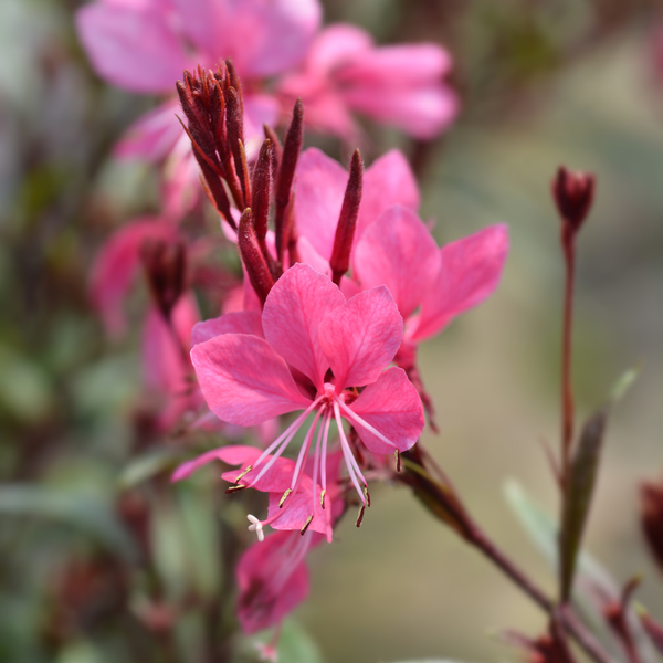 Gaura lindheimeri 'Siskiyou Pink' (6 stuks)