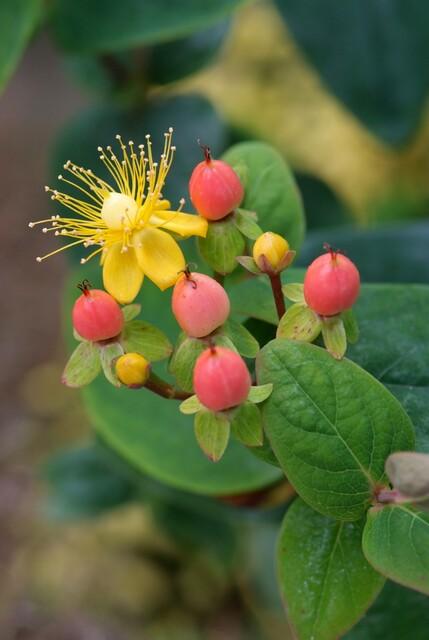 Hypericum inodorum 'Annebel' (6 stuks)