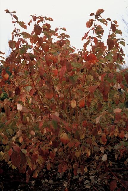Cornus sanguinea 'Midwinter Fire' (6 stuks)