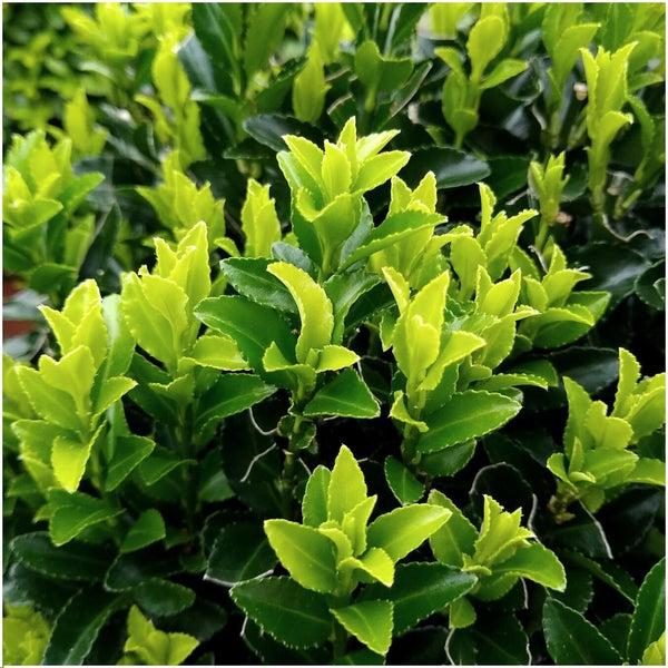Euonymus japonicus 'Green Spire' (6 stuks)