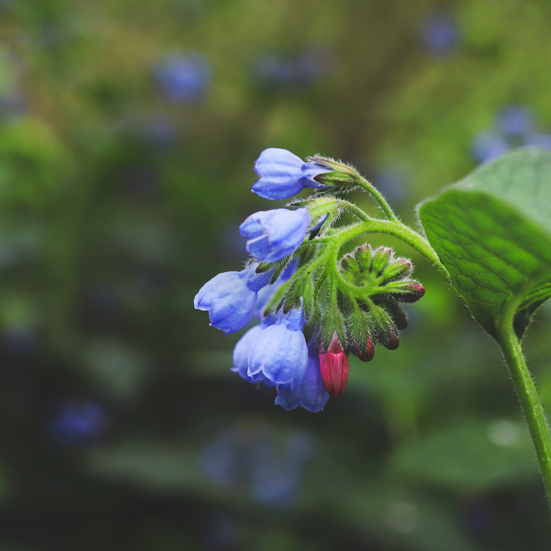 Symphytum grandiflorum 'Wisley Blue' (6 stuks)
