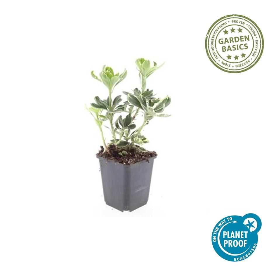 Pachysandra terminalis 'Variegata' (6 stuks)
