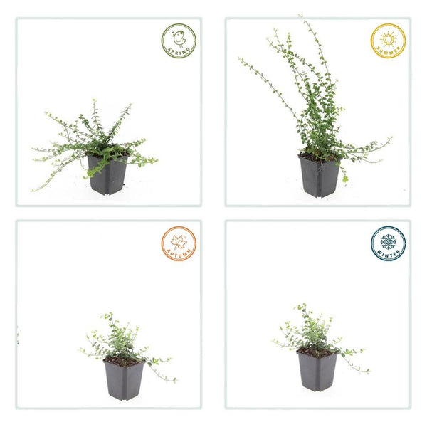 Euonymus fortunei 'Minimus' (6 stuks)