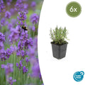Lavandula angustifolia 'Munstead' (6 stuks)