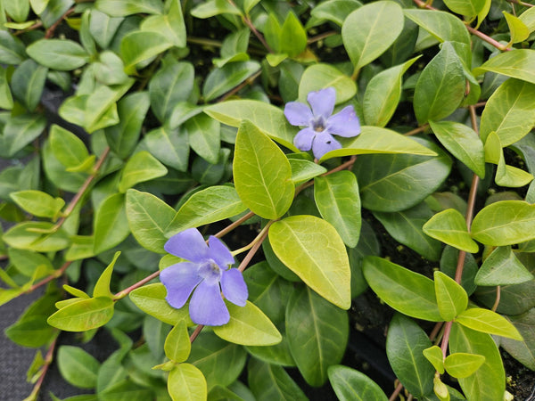 Vinca minor 'La Grave' (6 stuks)