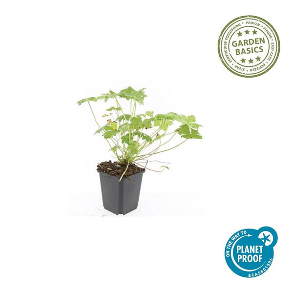 Geranium 'Tiny Monster' (6 stuks)
