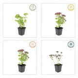 Sedum 'Herbstfreude' (6 stuks)