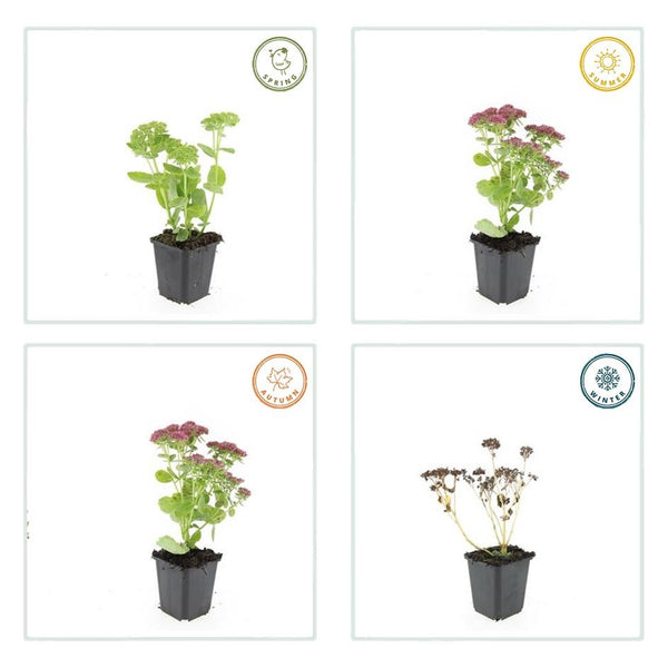 Sedum 'Herbstfreude' (6 stuks)