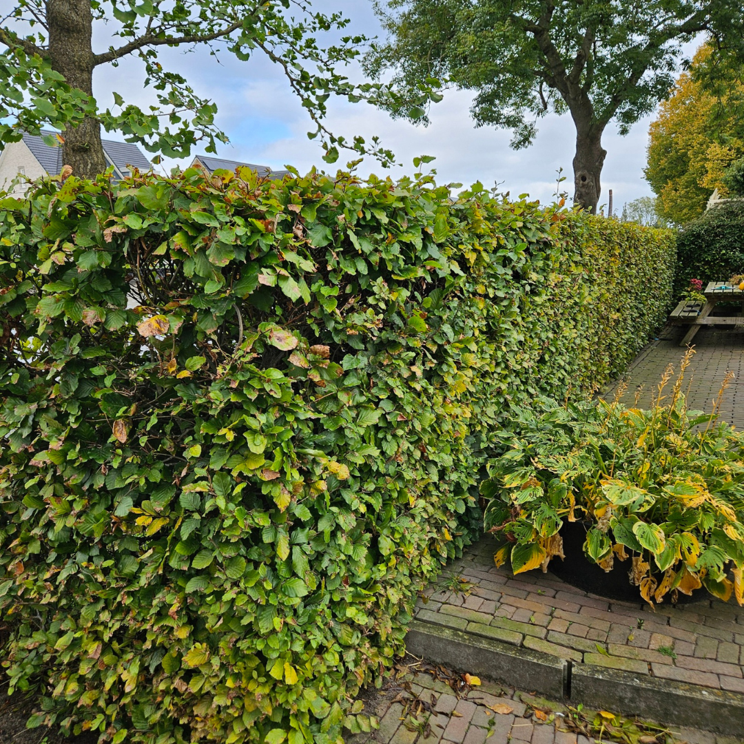 Palletdeal Haagplanten:  50 Fagus sylvatica Mini Pallet