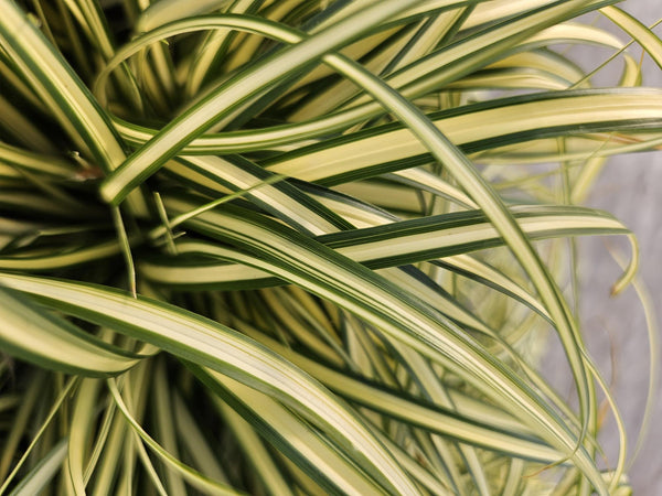 Carex oshimensis 'Evergold' (6 stuks)