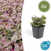 Verpakking — Ajuga reptans 'Burgundy Glow' (6 stuks)