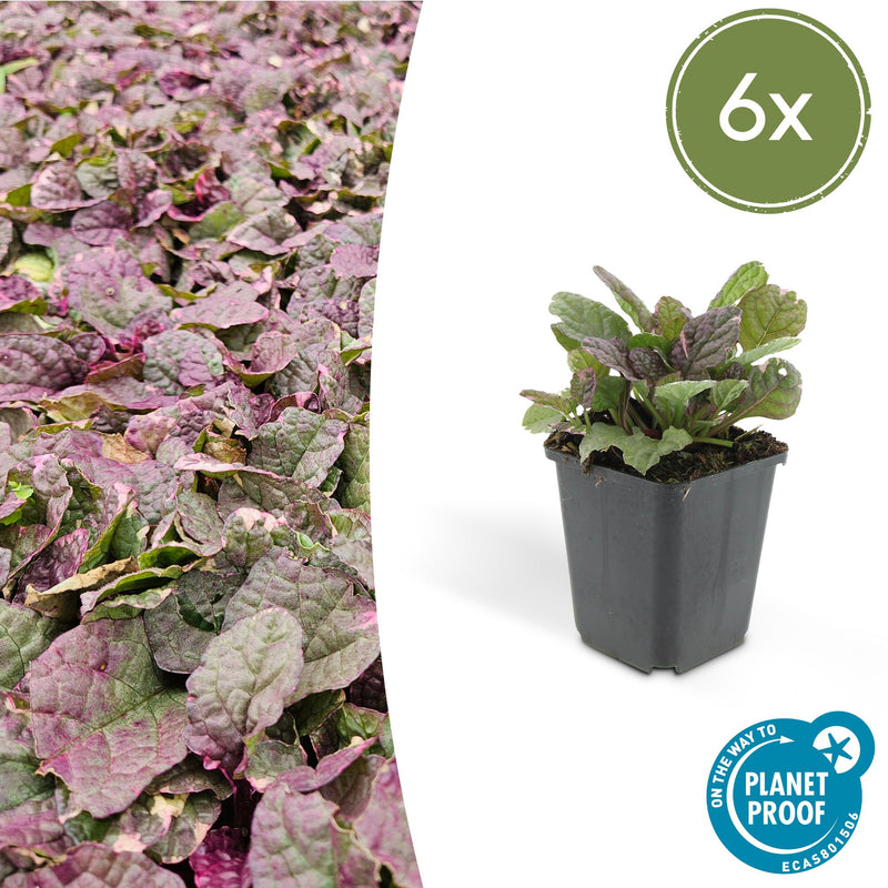 Ajuga reptans 'Burgundy Glow' (6 stuks)