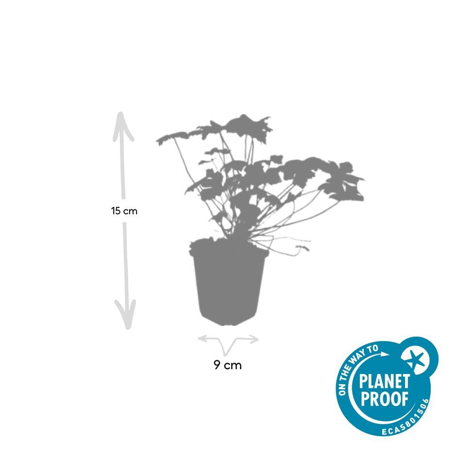 Geranium macrorrhizum 'Czakor' (6 stuks)
