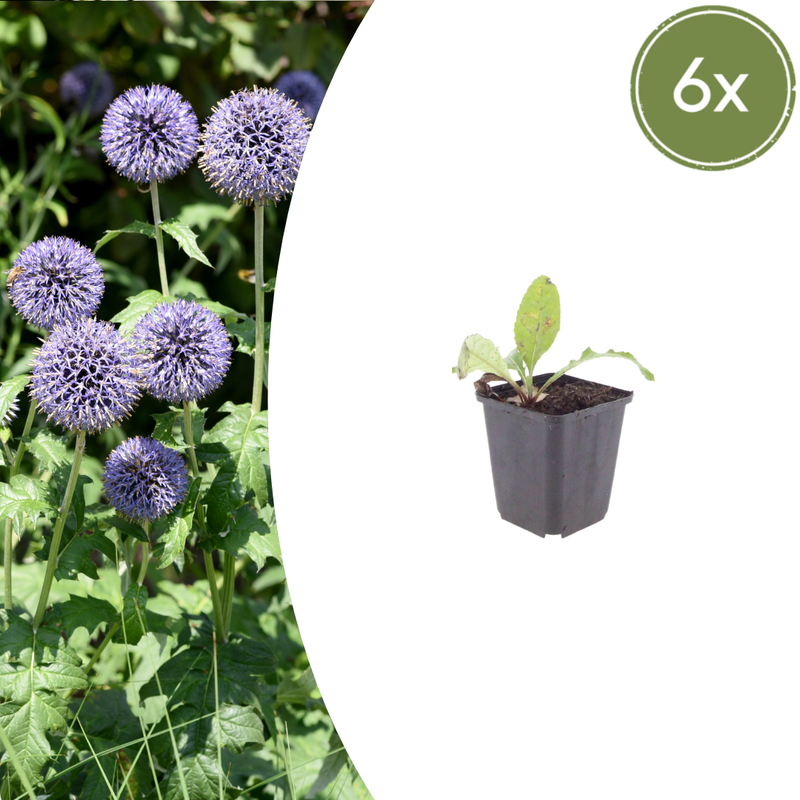 Echinops ritro (6 stuks)